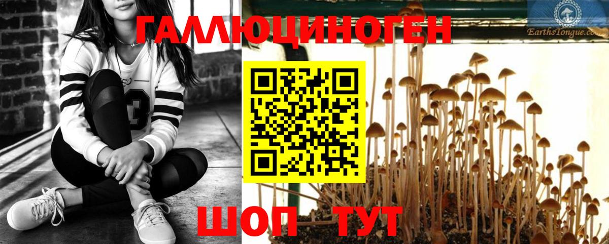 Галлюциногенные грибы Psilocybe Кубинка